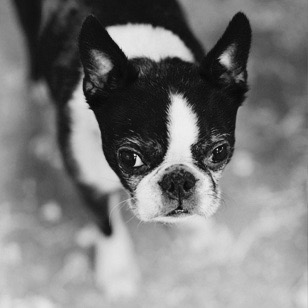 Spooky - Savoir office dog